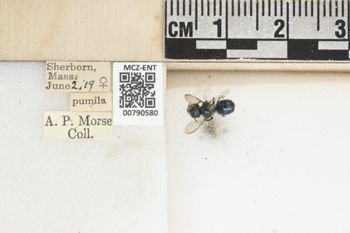 Media type: image;   Entomology 790580 Aspect: Labels